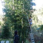 20160702 Fazenda Bambu experimento Lara enraizamento coleta RQ 007.jpg