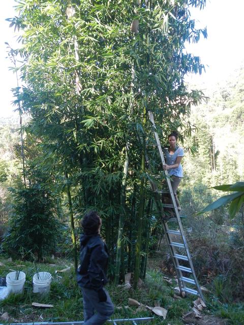 20160702 Fazenda Bambu experimento Lara enraizamento coleta RQ 007.jpg