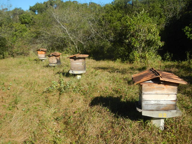 20160822 Fazenda visita rotina apiário apicultura caixas abelhas 001.jpg