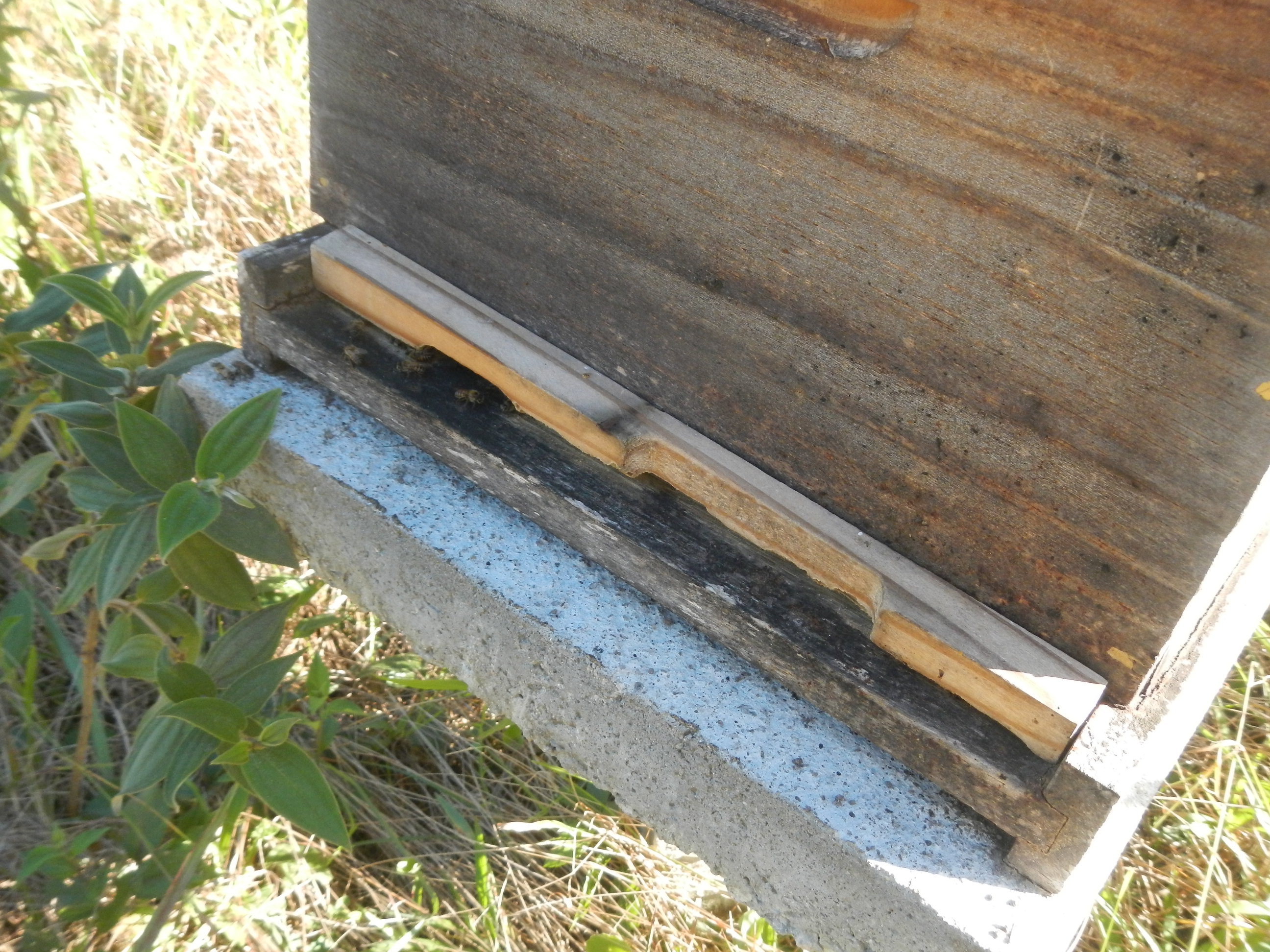 20160822 Fazenda visita rotina apiário apicultura caixas abelhas 002.jpg