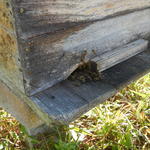 20160822 Fazenda visita rotina apiário apicultura caixas abelhas 003.jpg