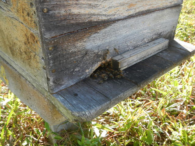 20160822 Fazenda visita rotina apiário apicultura caixas abelhas 003.jpg