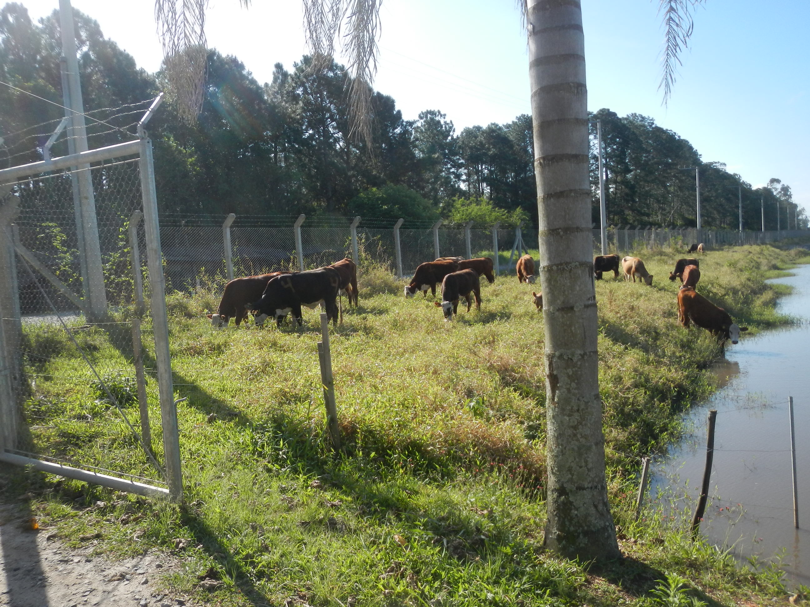 20160915 Fazenda Bovinos pastando ao lado portão entrada açude.jpg
