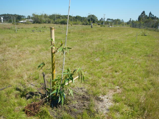 20160928 Fazenda Bambu transplantio Dendrocalamus latiflorus 003.jpg