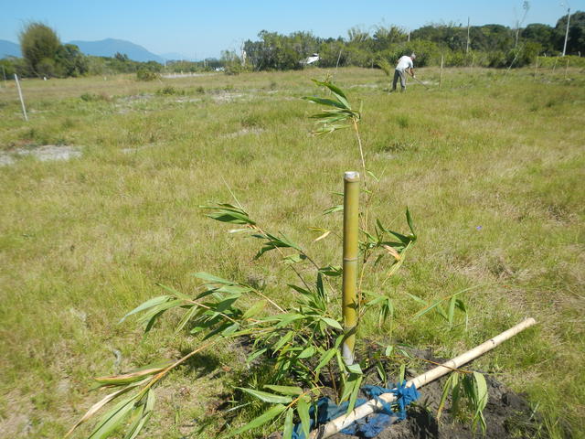 20160928 Fazenda Bambu transplantio Dendrocalamus latiflorus 005.jpg