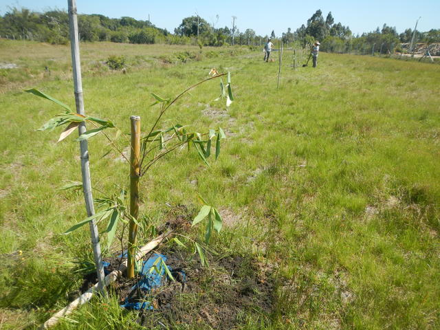 20160928 Fazenda Bambu transplantio Dendrocalamus latiflorus 006.jpg