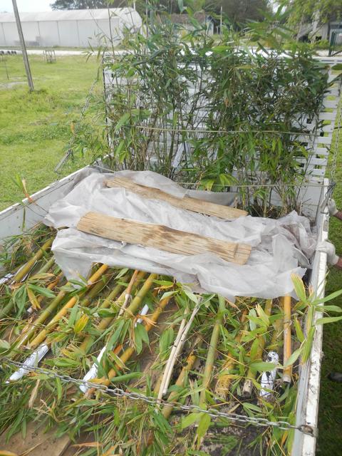 20160930 Fazenda Carregamento mudas bambus para Curitibanos 005.jpg