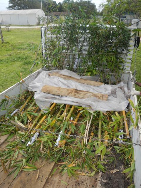20160930 Fazenda Carregamento mudas bambus para Curitibanos 006.jpg