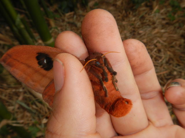 20160930 Fazenda entomologia lepidoptera mariposa insetos 006.jpg