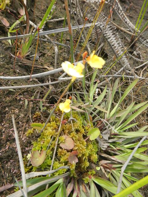 20160930 Fazenda Florada flor amarela 002.jpg
