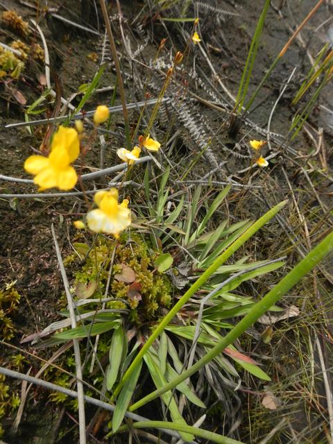 20160930 Fazenda Florada flor amarela 003.jpg