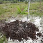 20161005 Fazenda Plantio Bambuseto Coleção Dendrocalamus asper 002.jpg