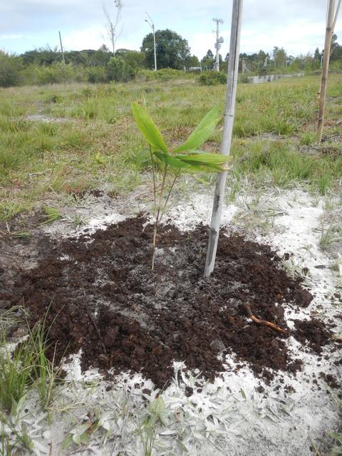 20161005 Fazenda Plantio Bambuseto Coleção Dendrocalamus asper 002.jpg