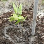 20161005 Fazenda Plantio Bambuseto Coleção Dendrocalamus asper 003.jpg