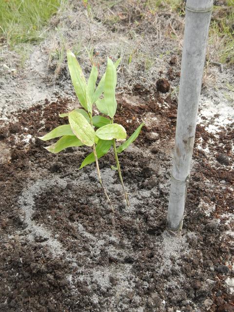 20161005 Fazenda Plantio Bambuseto Coleção Dendrocalamus asper 003.jpg
