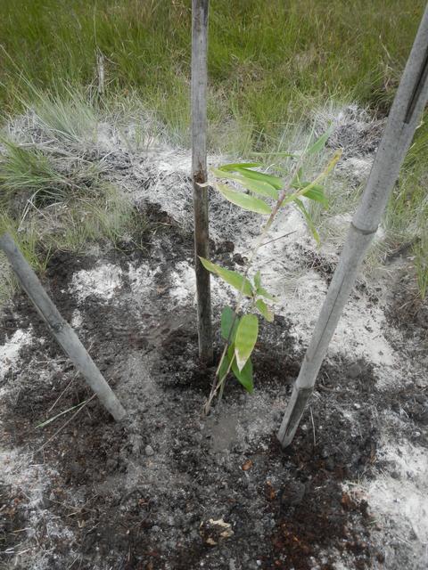 20161005 Fazenda Plantio Bambuseto Coleção Dendrocalamus asper 009.jpg