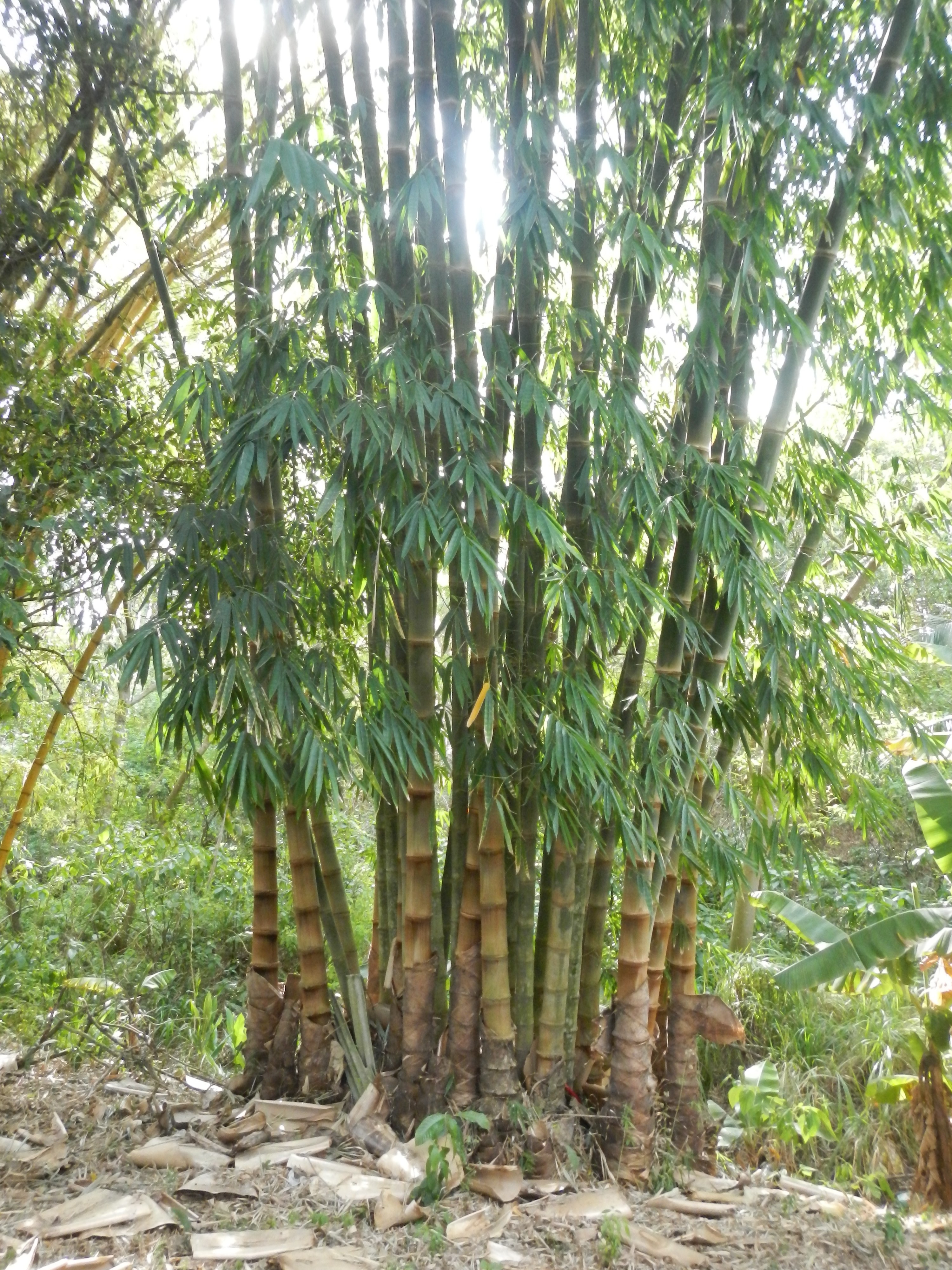 20161011 Fazenda Projeto Bambu viagem campo Taquara RS 002.jpg