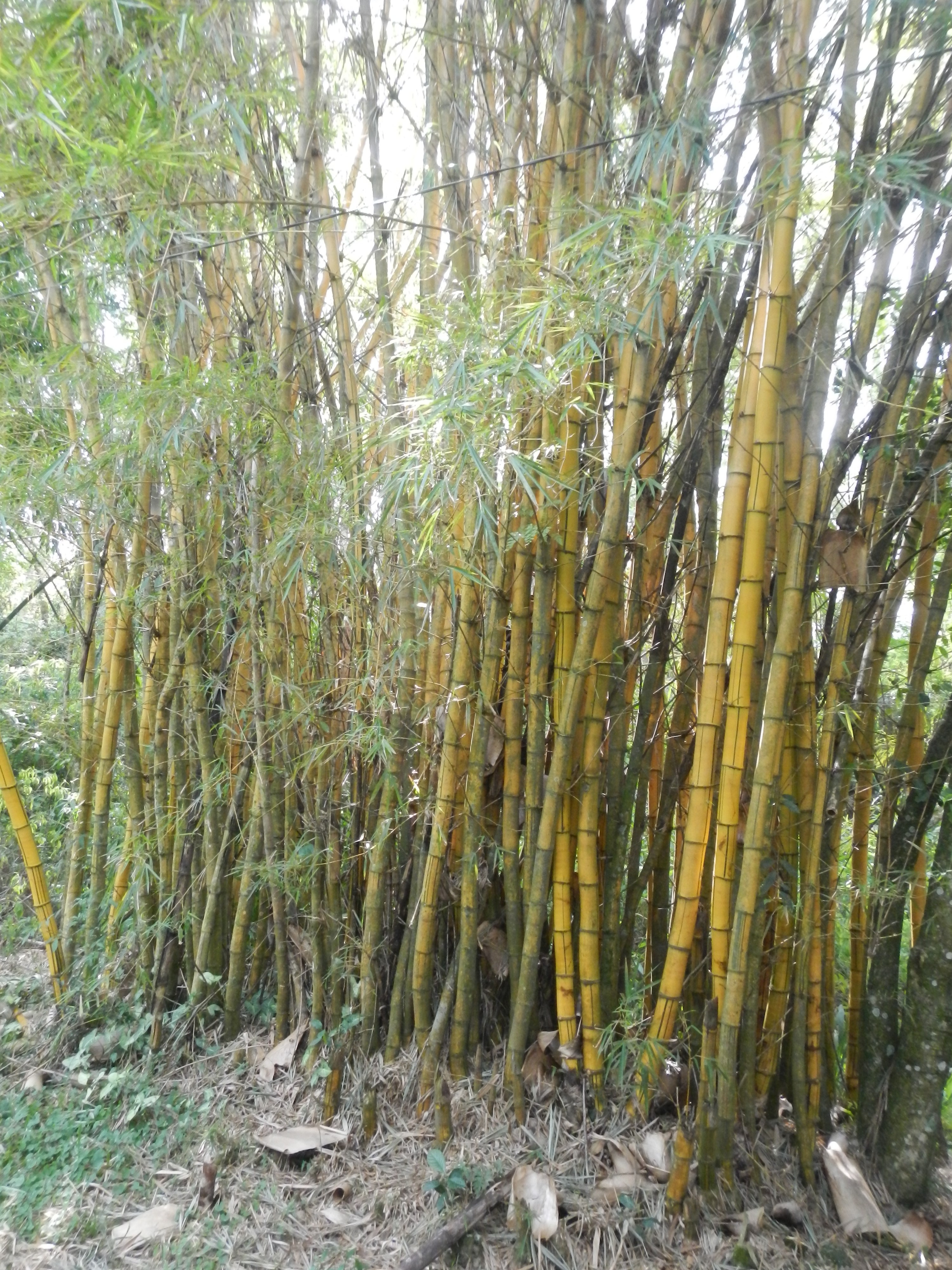 20161011 Fazenda Projeto Bambu viagem campo Taquara RS 003.jpg