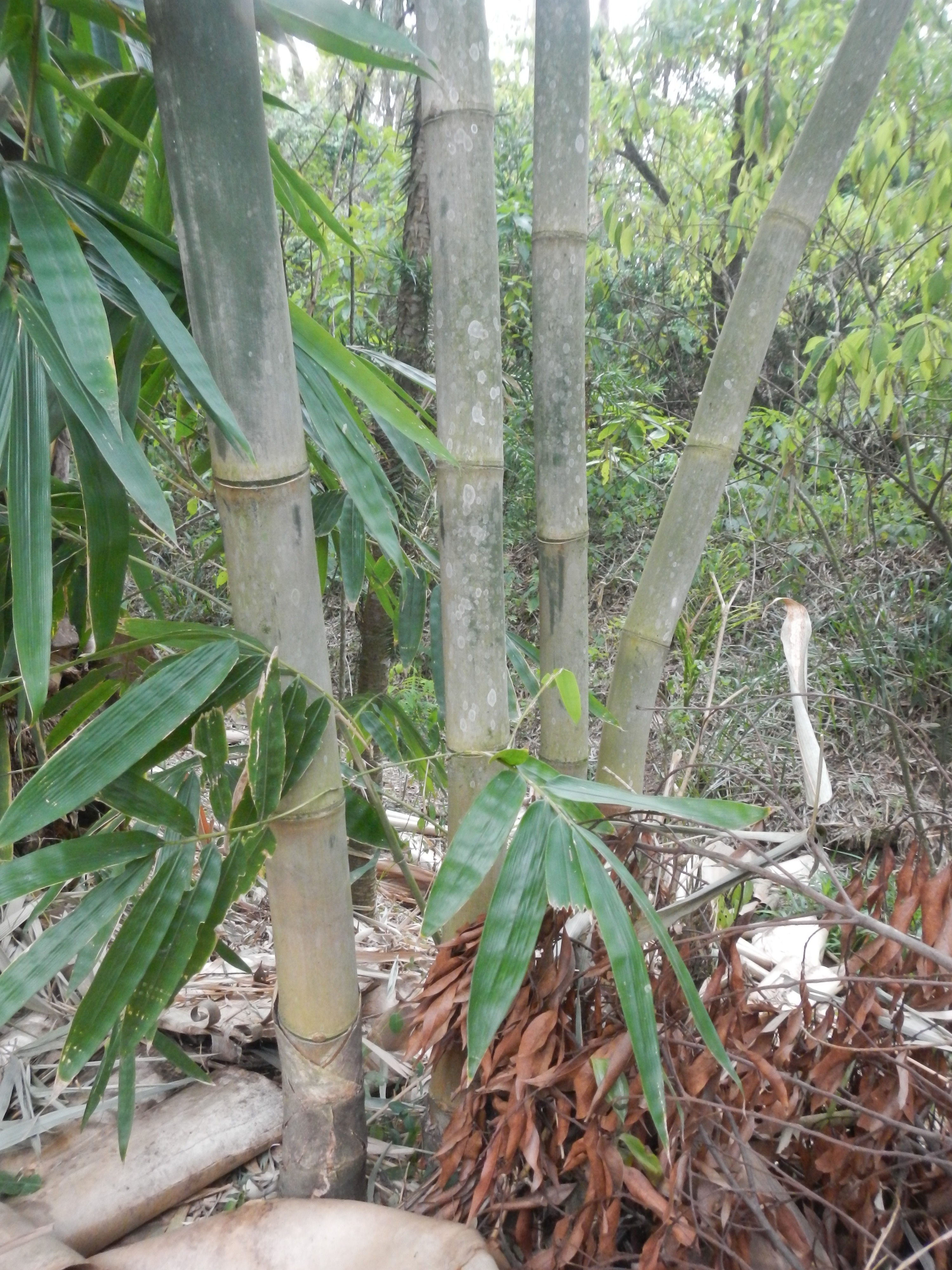 20161011 Fazenda Projeto Bambu viagem campo Taquara RS 005.jpg