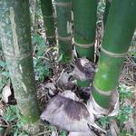 20161011 Fazenda Projeto Bambu viagem campo Taquara RS 007.jpg