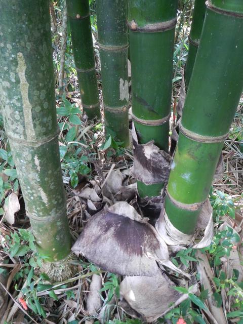 20161011 Fazenda Projeto Bambu viagem campo Taquara RS 007.jpg