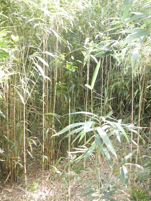 20161011 Fazenda Projeto Bambu viagem campo Taquara RS 008.jpg