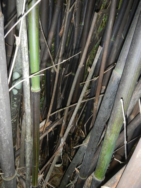 20161011 Fazenda Projeto Bambu viagem campo Taquara RS 009.jpg