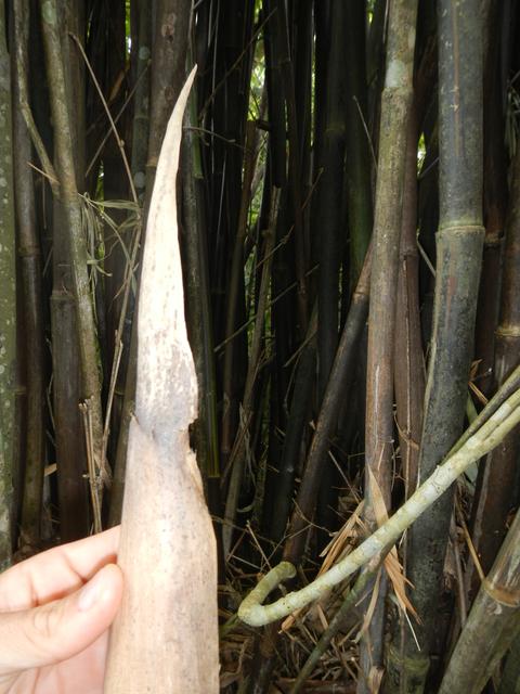 20161011 Fazenda Projeto Bambu viagem campo Taquara RS 010.jpg