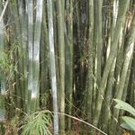 20161011 Fazenda Projeto Bambu viagem campo Taquara RS 011.jpg