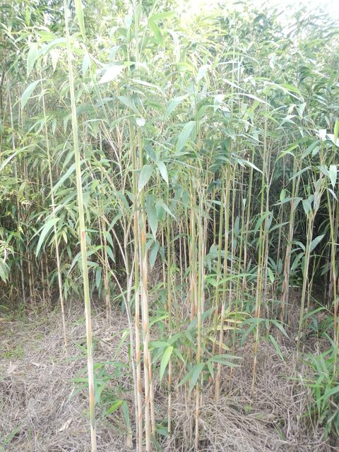 20161011 Fazenda Projeto Bambu viagem campo Taquara RS 014.jpg