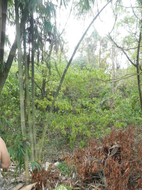 20161011 Fazenda Projeto Bambu viagem campo Taquara RS 004.jpg