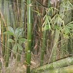 20161011 Fazenda Projeto Bambu viagem campo Taquara RS 023.jpg