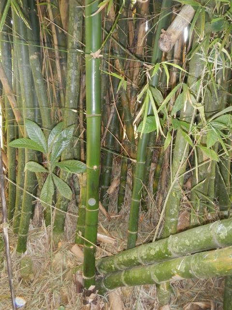 20161011 Fazenda Projeto Bambu viagem campo Taquara RS 023.jpg
