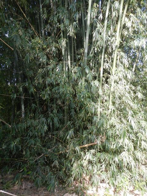 20161011 Fazenda Projeto Bambu viagem campo Taquara RS 024.jpg