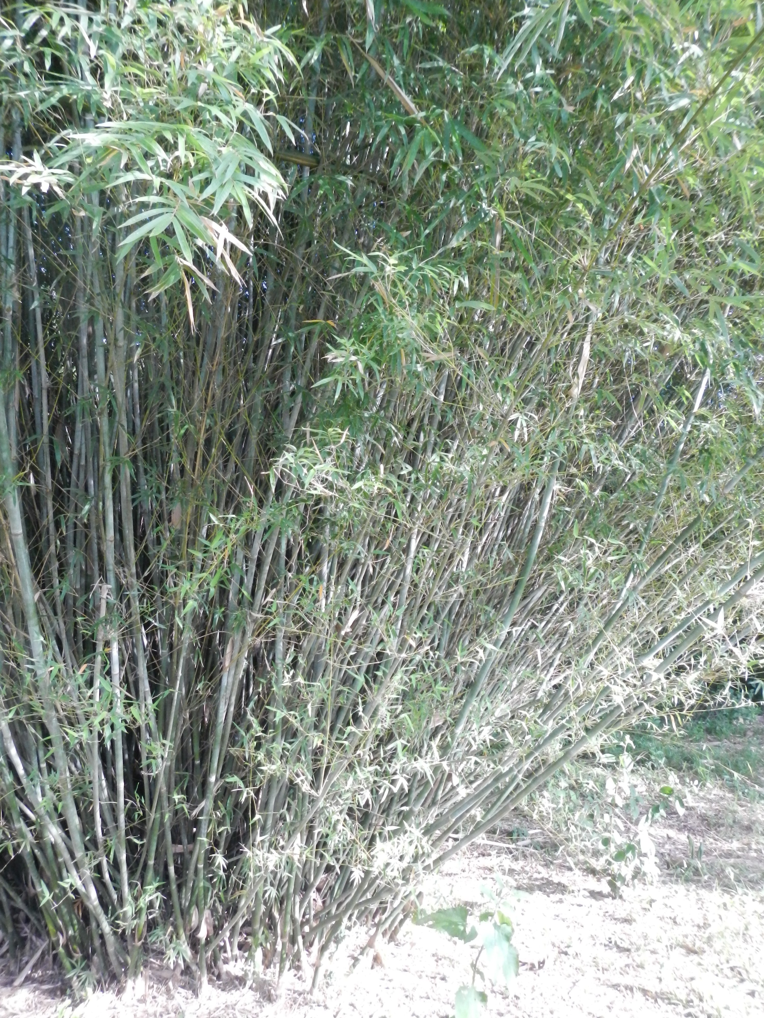 20161011 Fazenda Projeto Bambu viagem campo Taquara RS 025.jpg