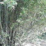 20161011 Fazenda Projeto Bambu viagem campo Taquara RS 025.jpg