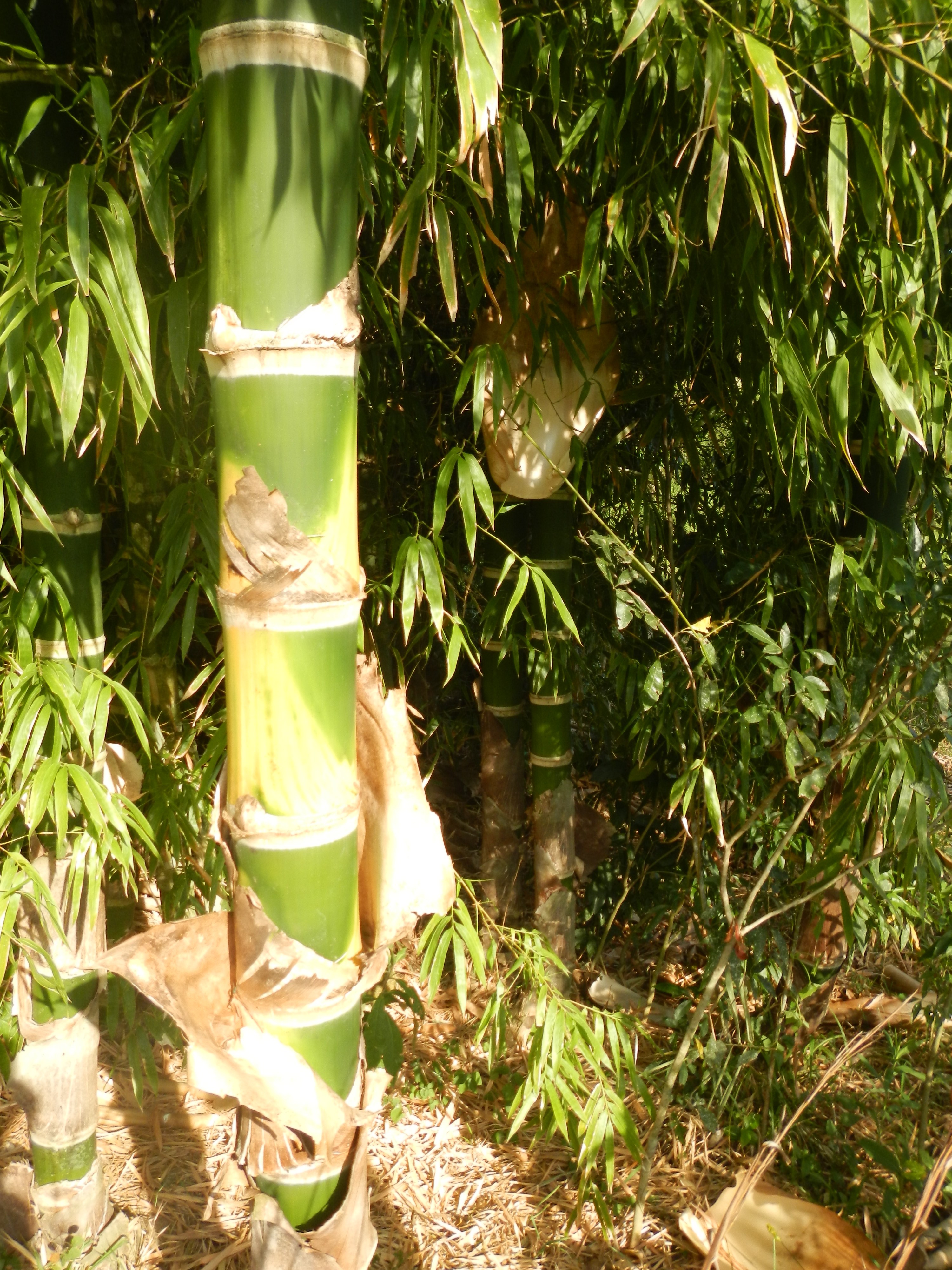 20161011 Fazenda Projeto Bambu viagem campo Taquara RS 027.jpg