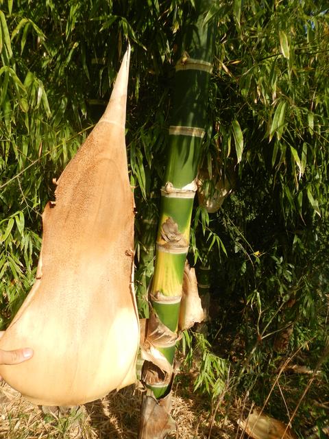 20161011 Fazenda Projeto Bambu viagem campo Taquara RS 028.jpg