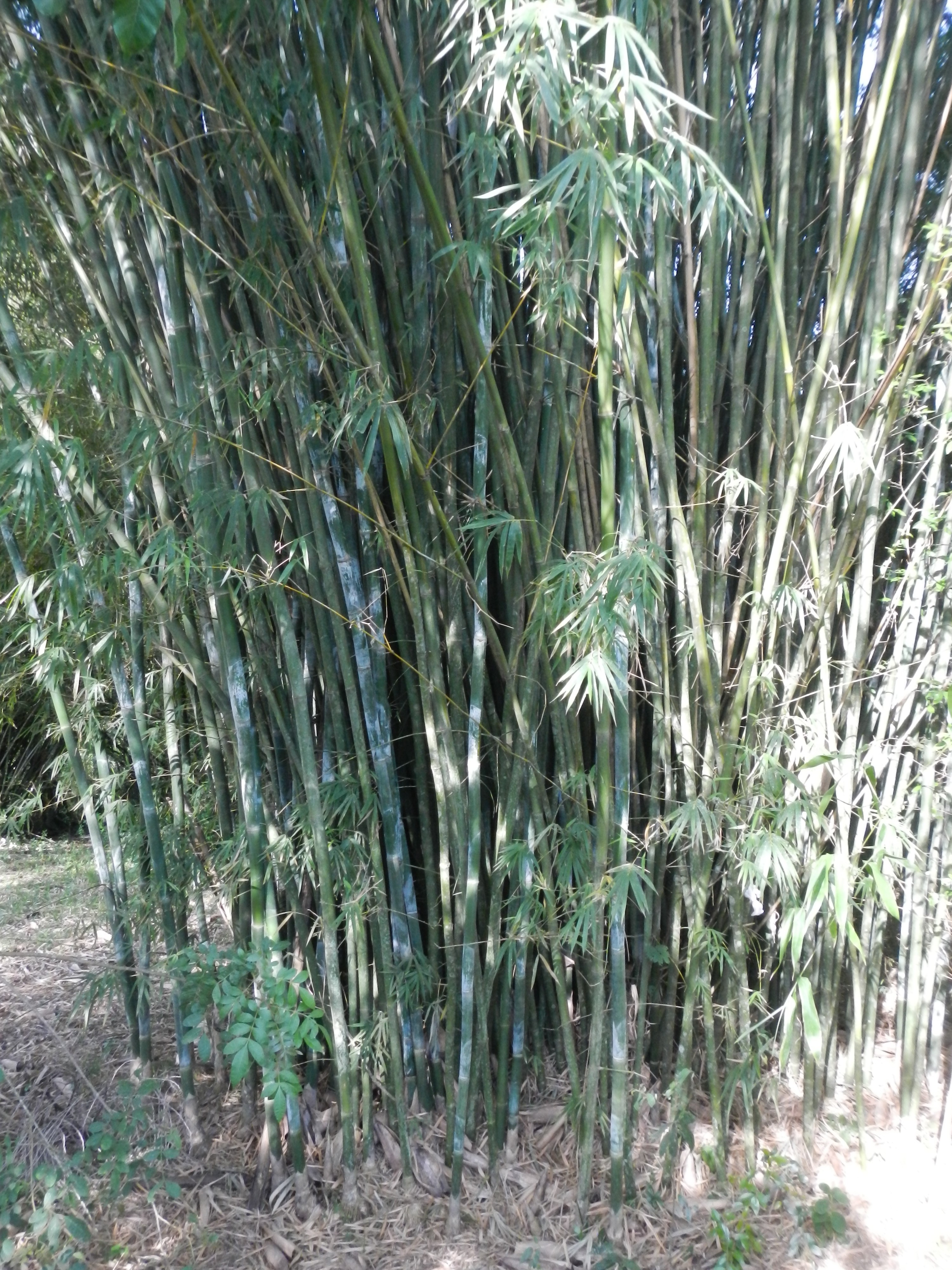 20161011 Fazenda Projeto Bambu viagem campo Taquara RS 029.jpg