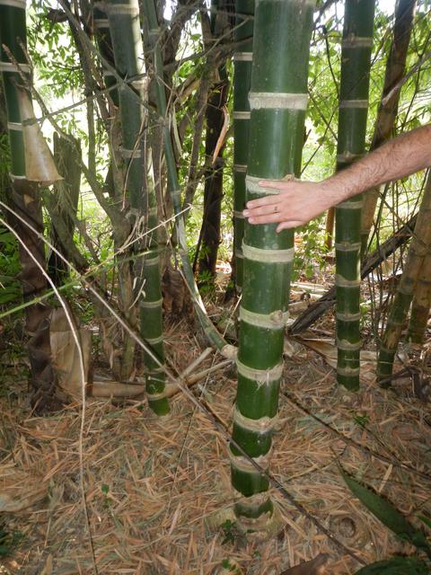 20161011 Fazenda Projeto Bambu viagem campo Taquara RS 030.jpg