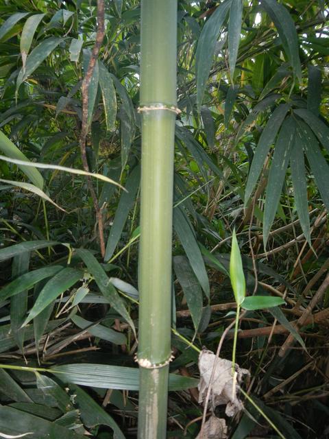 20161011 Fazenda Projeto Bambu viagem campo Taquara RS 036.jpg