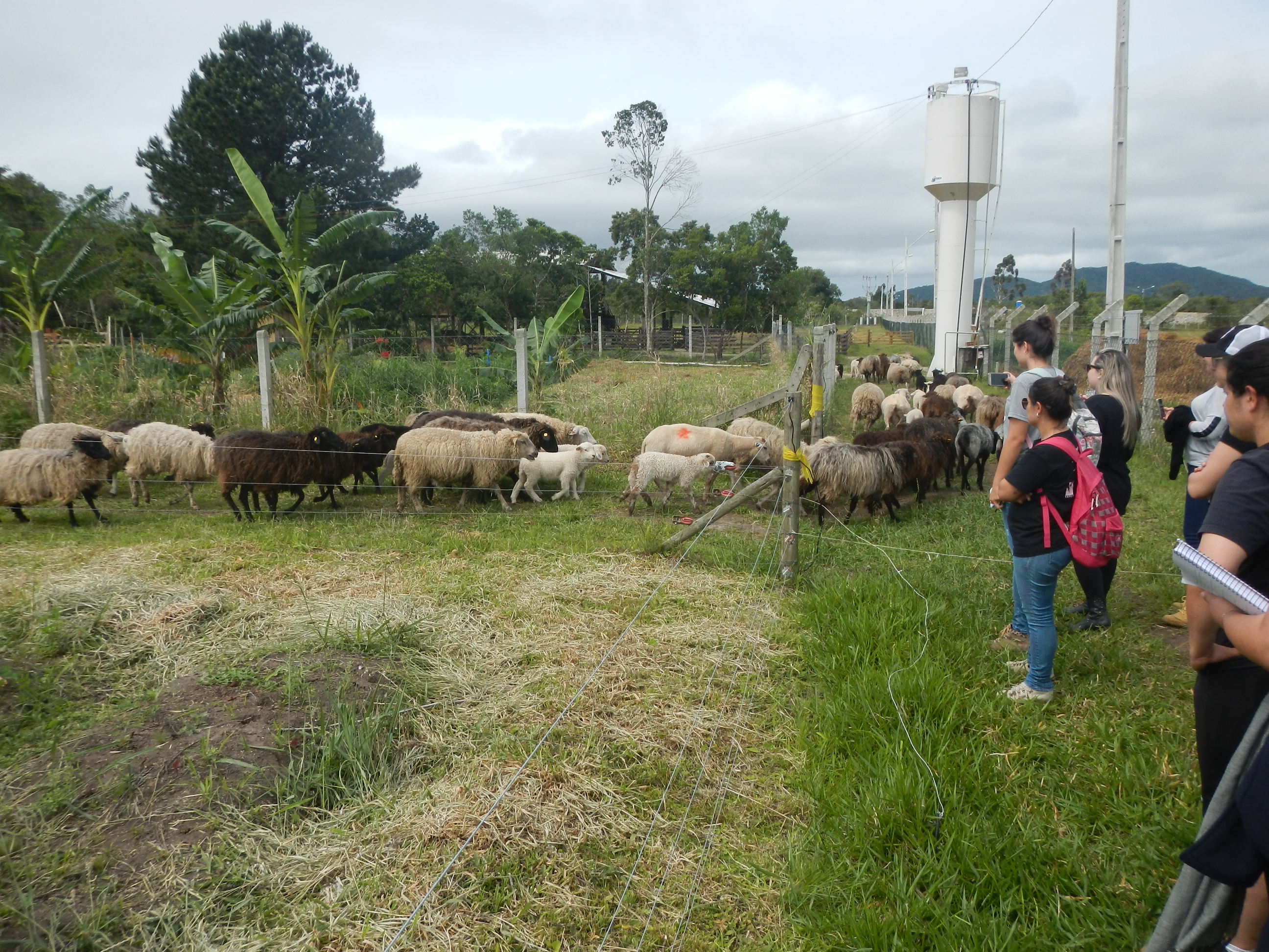 20161024 Fazenda Aula criação animais agroecológica mandala 003.jpg