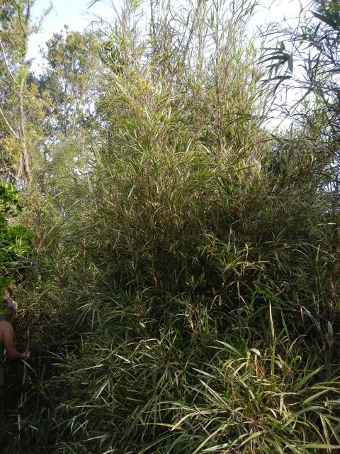 20161011 Fazenda Projeto Bambu viagem campo Taquara RS 016.jpg