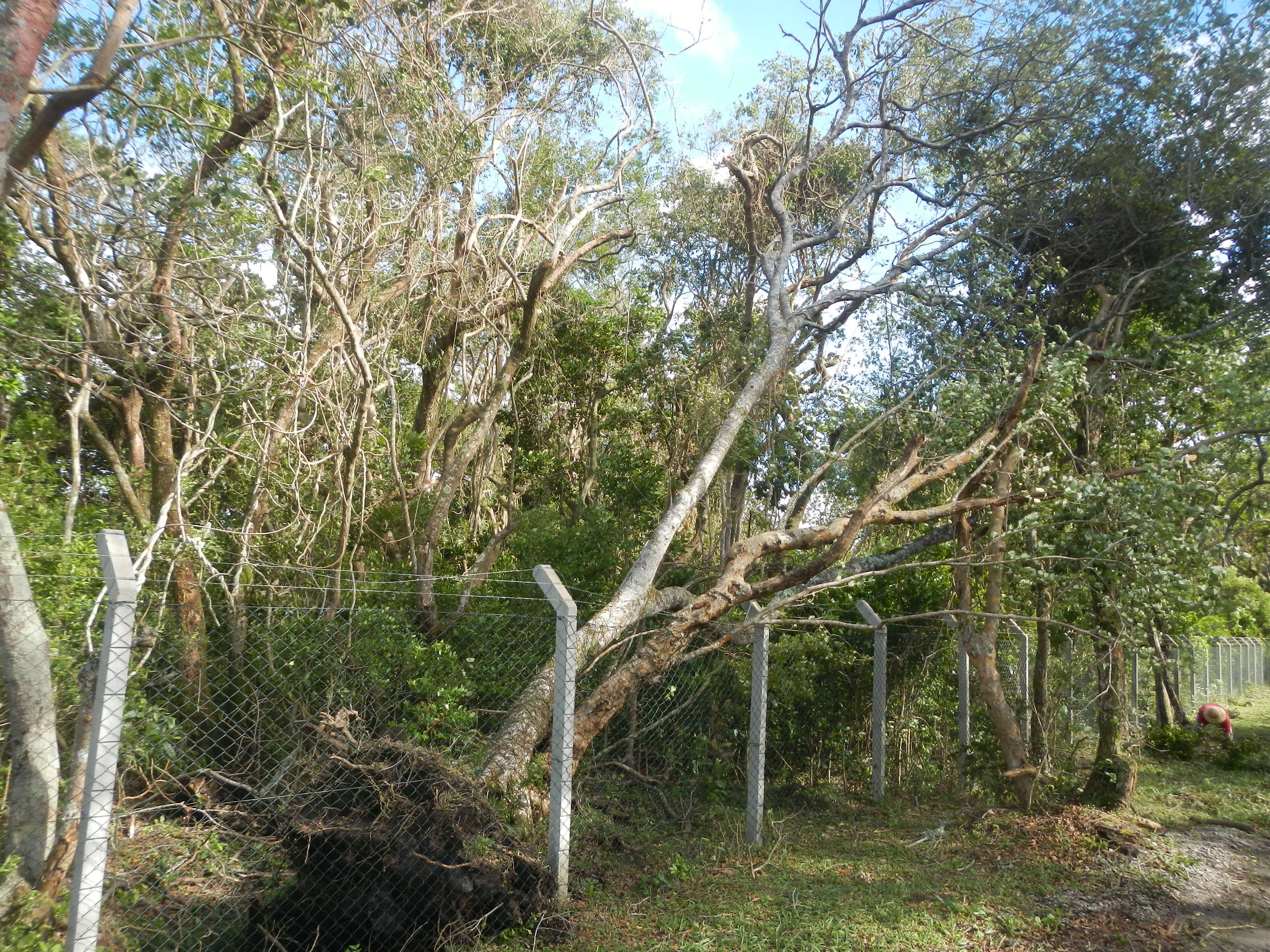 20161205 Fazenda Prejuízos após ciclone 019 Queda de árvores.jpg