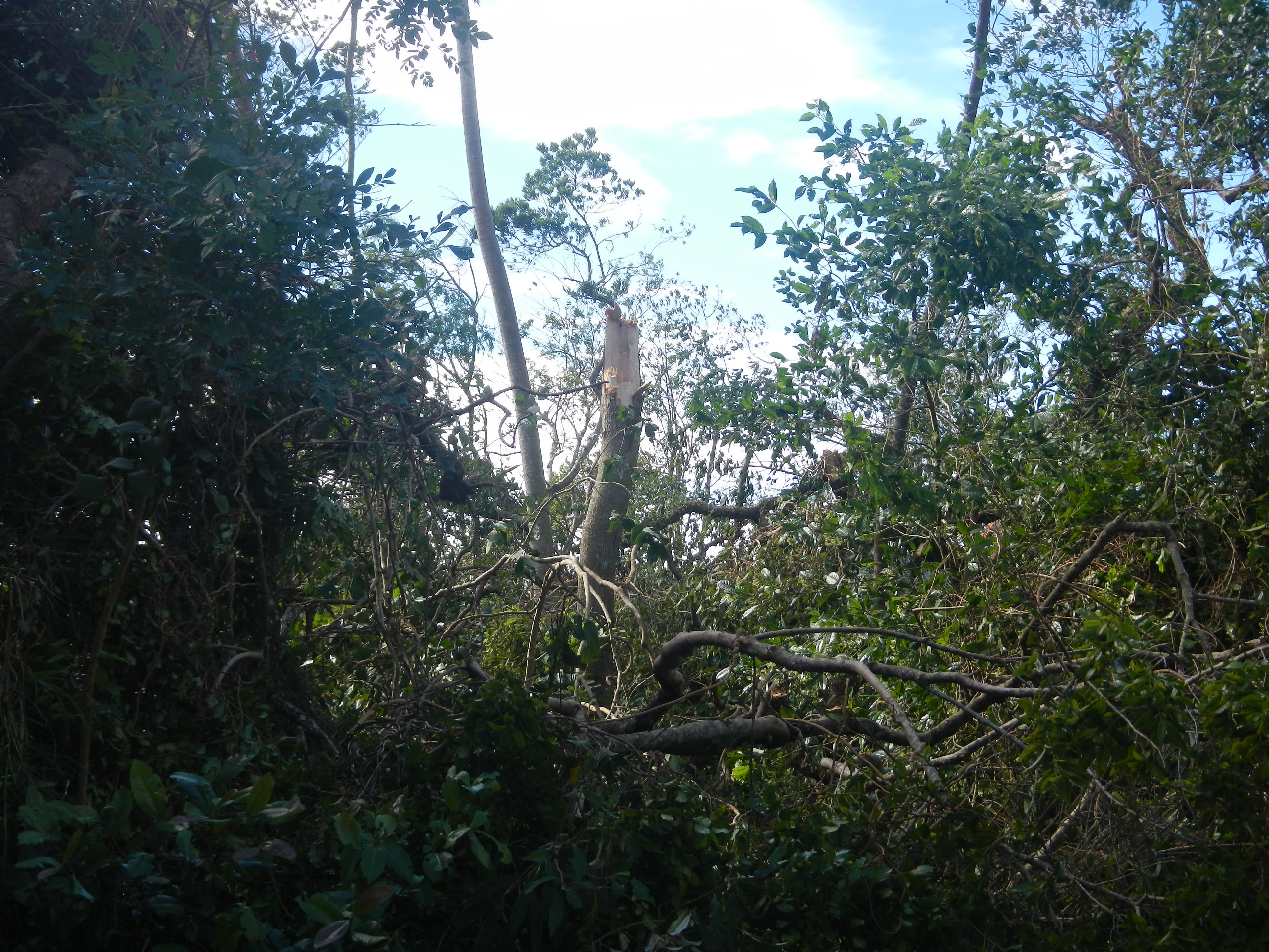 20161205 Fazenda Prejuízos após ciclone 022 Queda de árvores.jpg