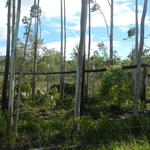 20161205 Fazenda Prejuízos após ciclone 027 Queda de árvores sobre cerca.jpg