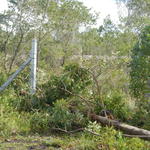 20161205 Fazenda Prejuízos após ciclone 033 Queda de árvores sobre cerca.jpg