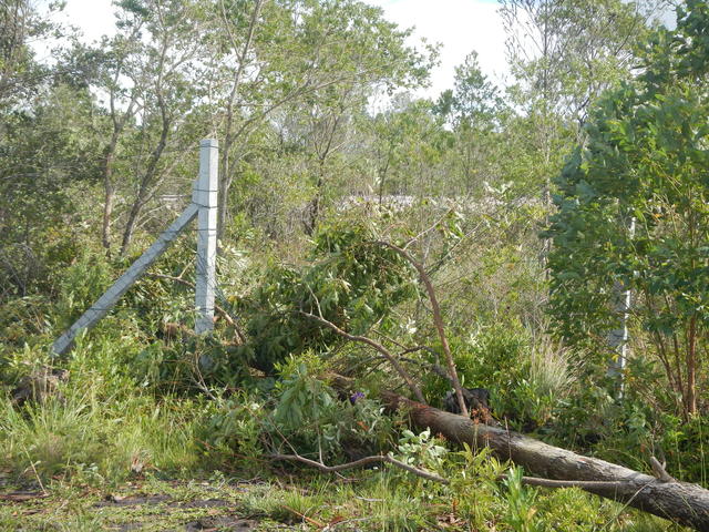 20161205 Fazenda Prejuízos após ciclone 033 Queda de árvores sobre cerca.jpg