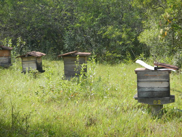 20161205 Fazenda Prejuízos após ciclone 045destelhamento caixas abelhas apicultura.jpg