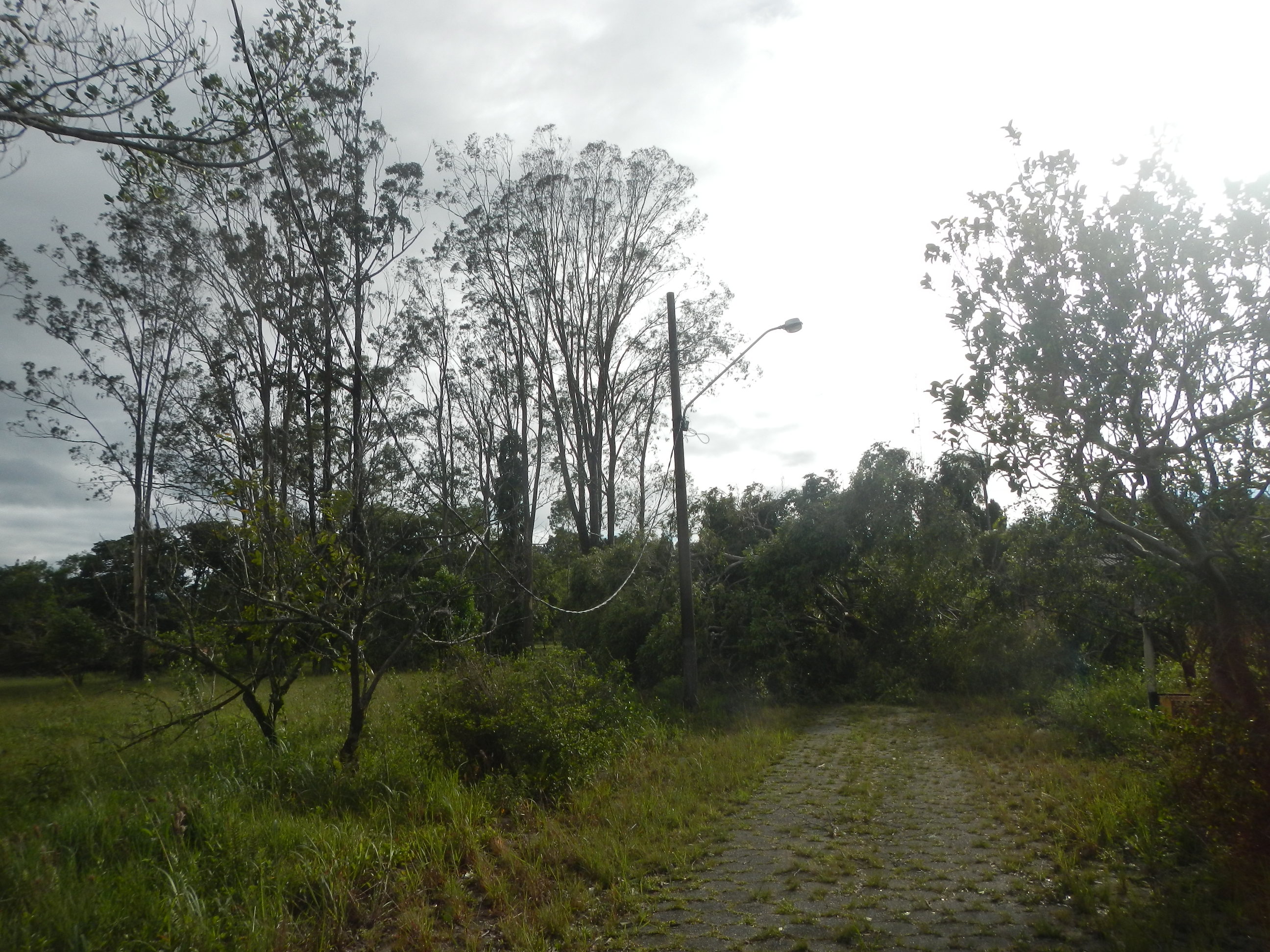 20161205 Fazenda Prejuízos após ciclone CeFA 013 Queda de árvores sobre fiação elétrica poste.jpg